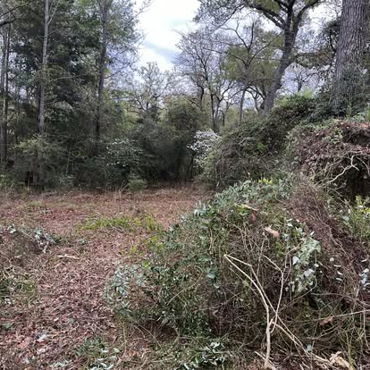 Brush and trees before land clearing in wooded property