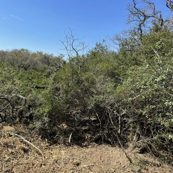 Dense brush and trees before forestry mulching