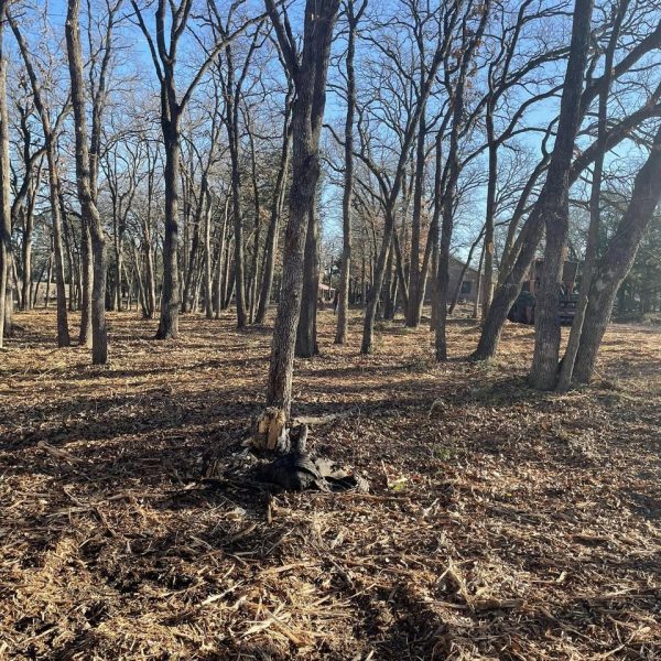 Wooded property with trees before land clearing work