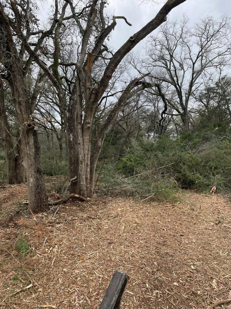 Brush and trees cleared during forestry mulching project