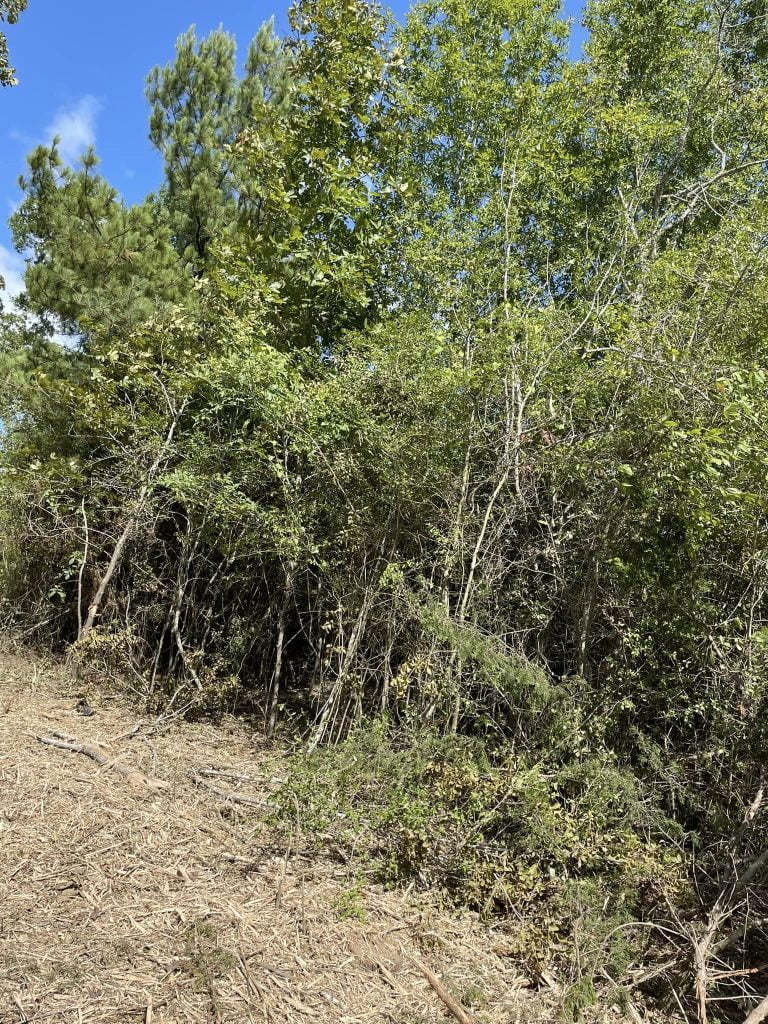Dense brush and trees before land clearing